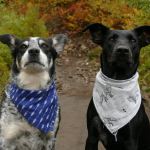 Renters Insurance And Pets